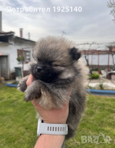 продавам мъжки померанй , снимка 2 - Померан - 54231729