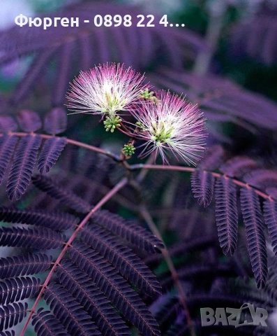 Албиция „Летен шоколад“ (Albizia julibrissin ‘Summer Chocolate’), снимка 6 - Разсади - 54934042