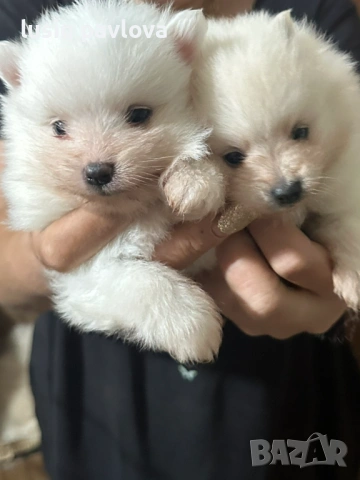 Померан , снимка 8 - Померан - 54717961