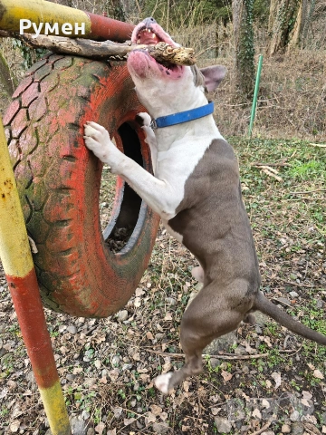 Американски стафордшир териер , снимка 14 - Американски стафордширски териер - 54059702