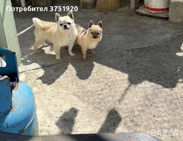 Малки и големи чихуахуа си търсят нови собственици, снимка 7 - Чихуахуа - 54560870