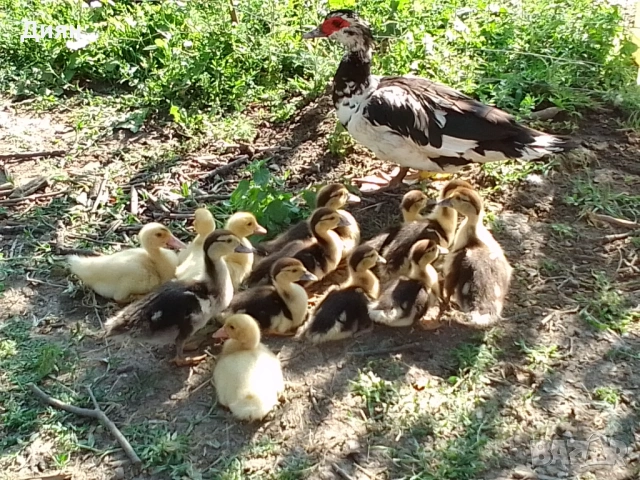 Оплодени кокоши яйца и от патица