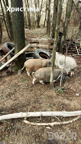 виетнамски прасета