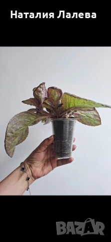 Еписция, episcia Jim's rose garden, снимка 4 - Стайни растения - 55099674