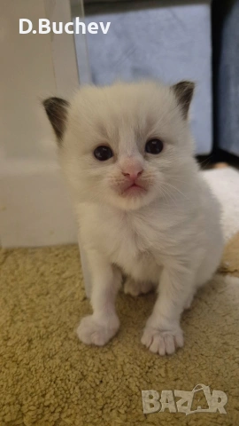 Ragdoll Cats / Регдол Котенца , снимка 4 - Други - 54549671