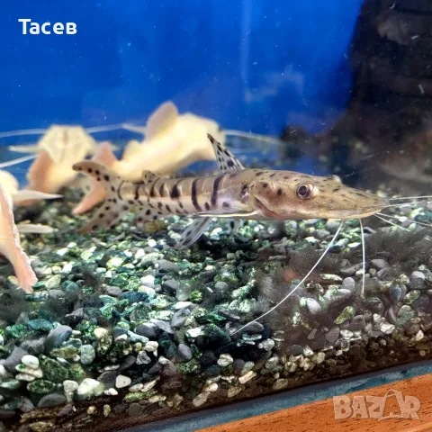 Сом псевдоплатистома 12см