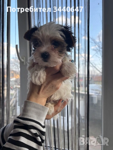 Женско и мъжко Бивър йорки, снимка 11 - Йоркширски териер - 53825786