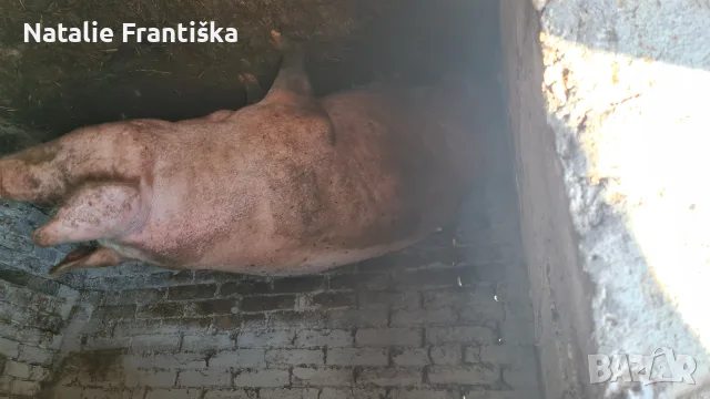 Продавам угоена свиня
