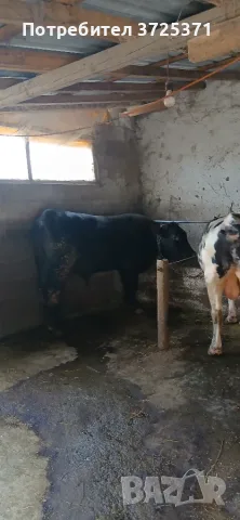 Продавам мъжки телета, снимка 2 - Крави - 55356449
