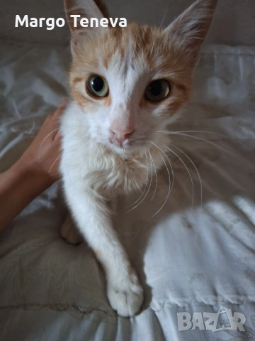 Коте си търси дом