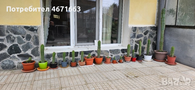 Trichocereus Peruvianus / San Pedro / Кактус, снимка 4 - Градински цветя и растения - 54205725