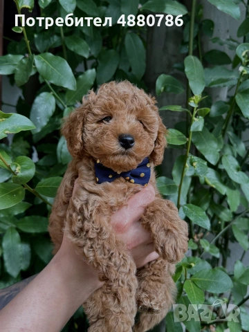 Той пудел/Toy poodle/Чистокръвни той пуделчета (черни и ред/априкот), снимка 5 - Пудели - 55224165