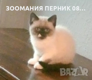 коте Регдол момиче 