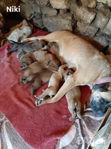 продавам малки кученца Кане Корсо пясъчни и кафеви., снимка 10 - Кане корсо - 54585064