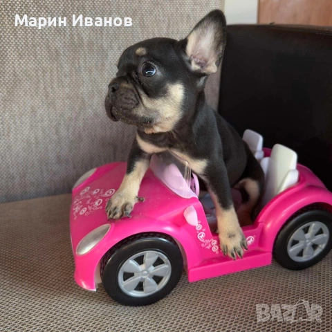 Френско булдоче момиче, снимка 3 - Френски булдог - 55244101
