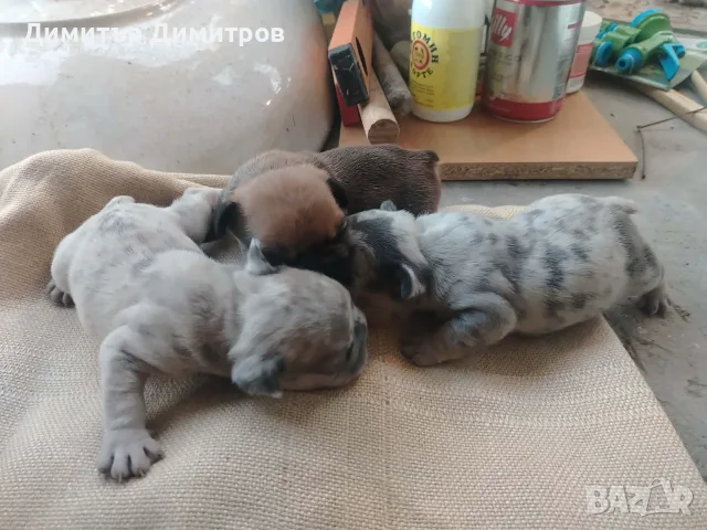 Френски Булдочета 
