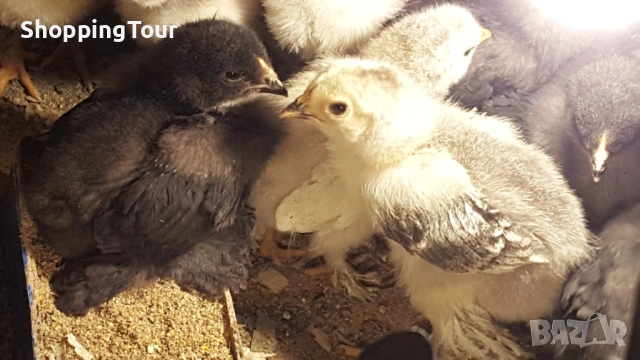 пилета Брами различни разцветки, снимка 4 - Кокошки и пуйки - 54263261