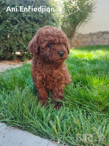 Пудел Той/Poodle Toy, снимка 11 - Пудели - 54553093