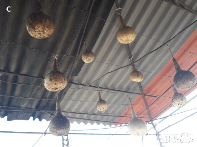 Тикви кратунки, снимка 2 - Декорация за дома - 54070274