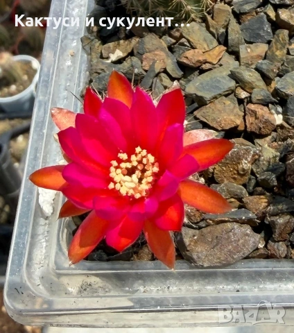 Кактус Chamaecereus hyb cv. Inca Sunset, снимка 2 - Градински цветя и растения - 54593788
