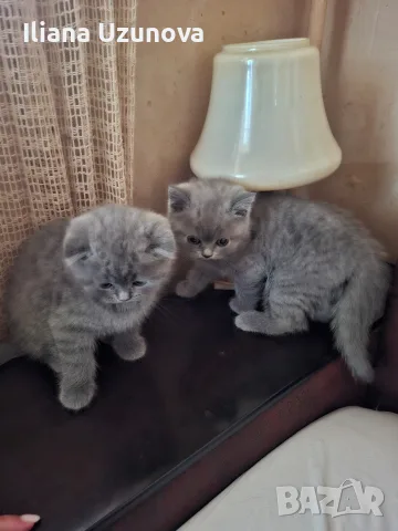 Шотландски котенца 