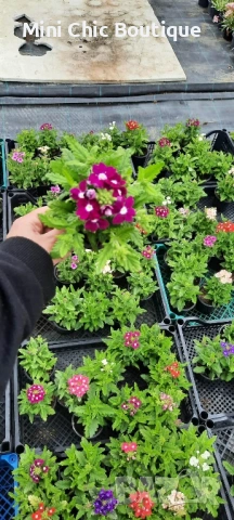 🌸  Вербена (Върбинка) Микс – Готови за засаждане! 🌸 15 бр. за 15€ , снимка 7 - Градински цветя и растения - 54796546