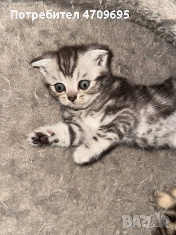 Шотландски котенца, снимка 7 - Британска късокосместа - 54832734