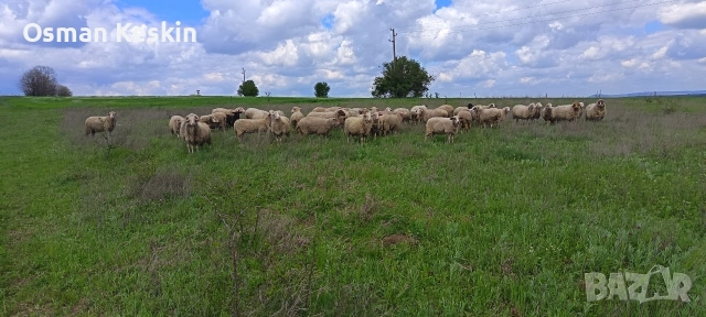 Агнета кочове и овце , снимка 6 - Овце - 54194016