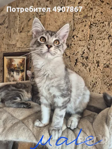 Котета мейн куун , снимка 2 - Мейн кун - 55535490