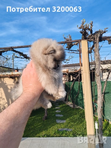 Померанче мини мъжко , снимка 5 - Померан - 54271762