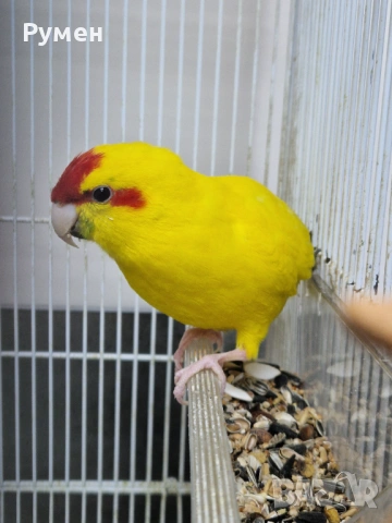 Чифт какарики, снимка 7 - Папагали - 54344774