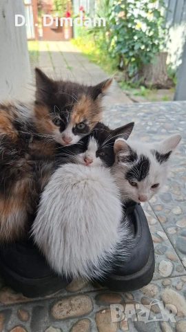 Подарявам котета, снимка 10 - Други - 54856697