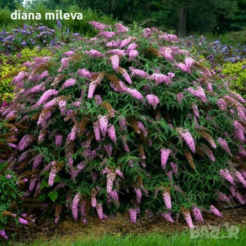 Будлея Розова наслада, Buddleja Pink Delight