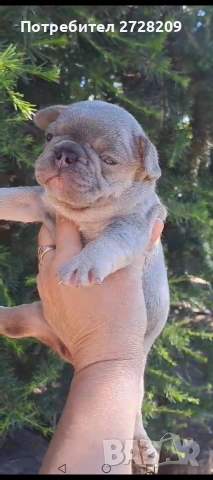 Френски булдог/French Bulldog 