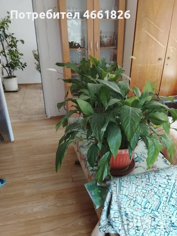 продавам къща в гр. Панагюрище , снимка 10 - Къщи - 54671033