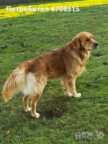 Голдън ретривър момче родословен баща, снимка 12 - Голдън ретривър - 54366591