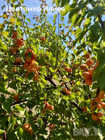 Кайсии сорт Харкот, снимка 7 - Домашни продукти - 55102852