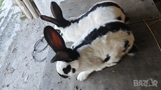 Зайци, снимка 12 - Други - 53499260