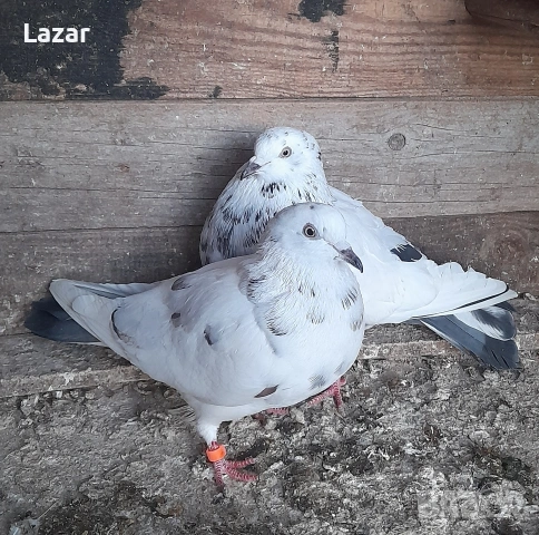 Елитничифт пазарджишки