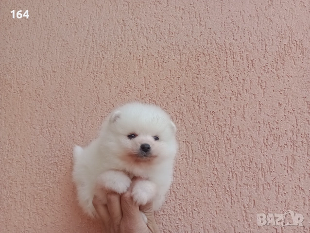 Бели Померани. Различни възрасти!, снимка 10 - Померан - 54106318