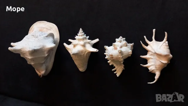 Лот морски раковини , снимка 6 - Декорация за дома - 48272673