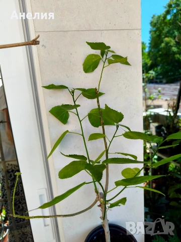 Хибискус Малва Hibiscus malvaviscus, снимка 4 - Стайни растения - 55048571