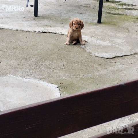 Кокер Шпаньол 
