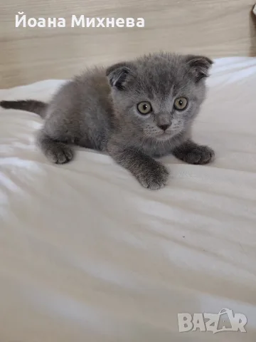 продавам 3 котенца , снимка 5 - Други - 55675146