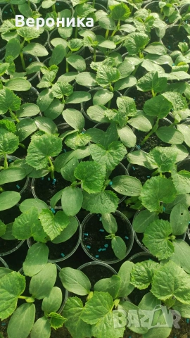 Предлагам разсад красивици , тиквички,диня , пъпеши , снимка 3 - Разсади - 54238563