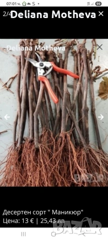 сорт грозде АВАТАР , снимка 2 - Разсади - 54006920