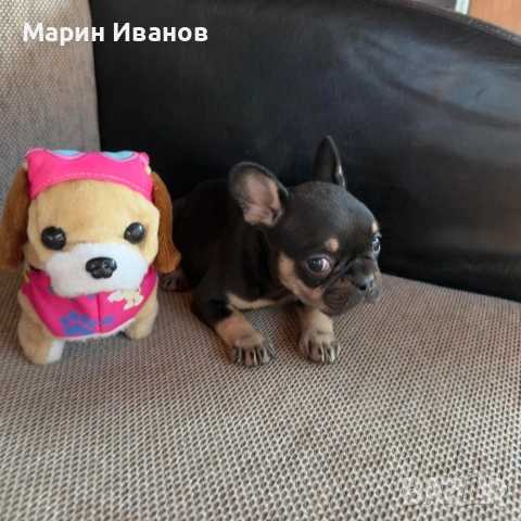 Френско булдоче момиче, снимка 4 - Френски булдог - 55244101