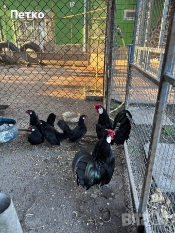 Яйца от Розкомб, снимка 2 - Кокошки и пуйки - 54117219