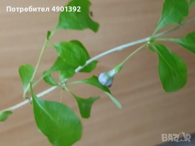 Продавам годжи бери, снимка 6 - Градински цветя и растения - 55472714