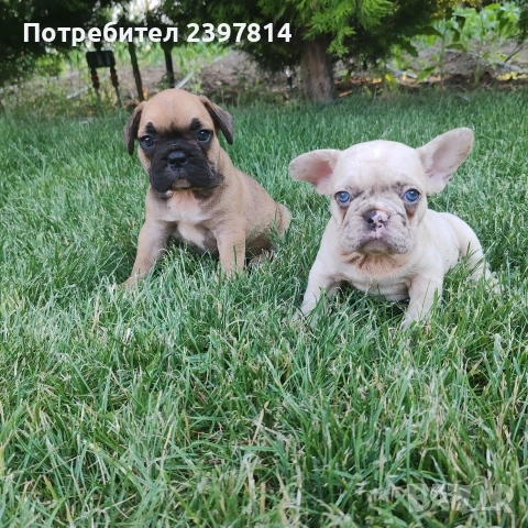 Френски булдог , снимка 3 - Френски булдог - 55008762